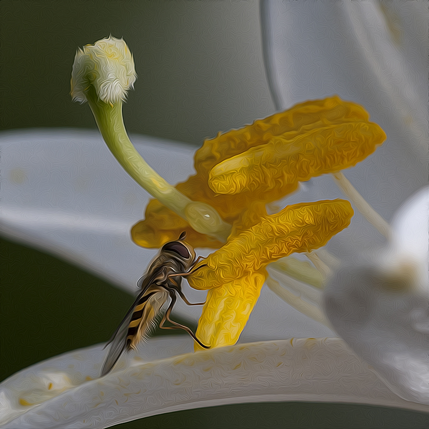 blume D35_4385 als Smartobjekt-1 kopieren als Smartobjekt-1 kopieren.jpg